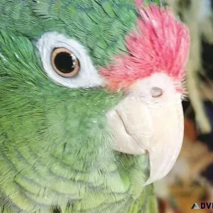 Tucum&aacuten Amazon Parrot
