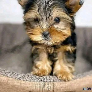 Yorkies