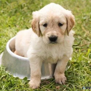 For Sale Golden Retriever