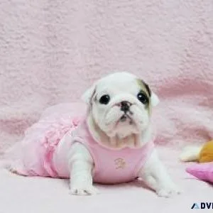 English Bulldog Puppies for Adoption
