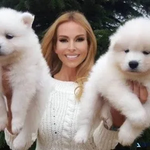 Healthy Samoyed Puppies