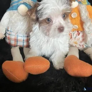 Male Parti Yorkie Puppy