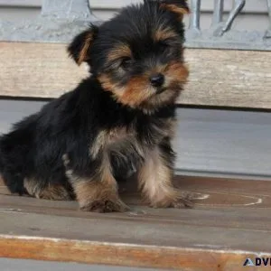 Yorkshire Terrier pups