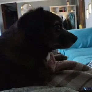 Loving Chihuahuapomarian 4yr old dog