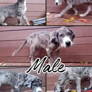 Great Dane Puppies for Sale