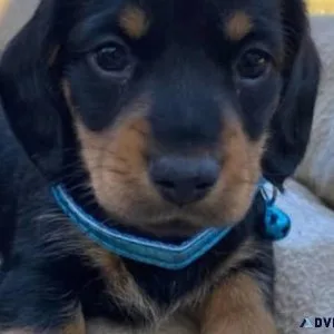 Xewe Miniature Dachshunds