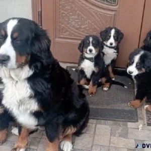Beautiful Bernese mountain pappies