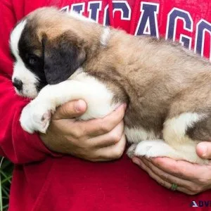 saint bernard puppies