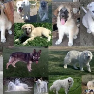 Shepnees puppies  German Shepherd  Great Pyrenees