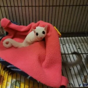 Leucistic male sugar glider