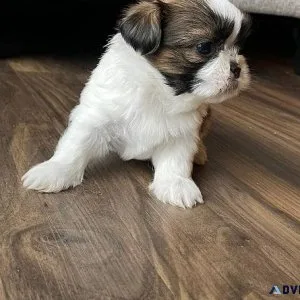 Absolute Shih tzu puppies