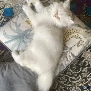 Pedigree Persian Kittens ready now