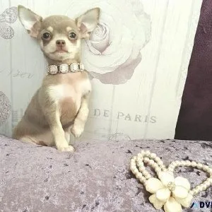 Tcup Chihuahua Puppies For Sale