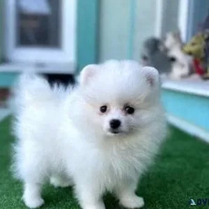 Pomeranian Puppies Available.