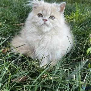 Doll face Persian male kitten