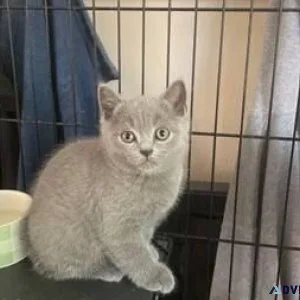 Rehoming Scottish fold