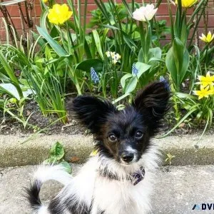Affectionate Papillon Puppies Ready To Go