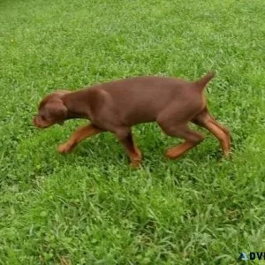 Well Trained Doberman Pinscher Puppies.