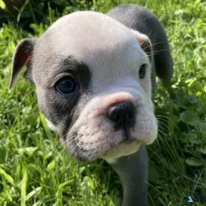 Olde english bulldogge puppies