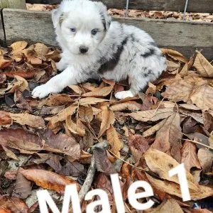 AKC Australian Shepherd Male s