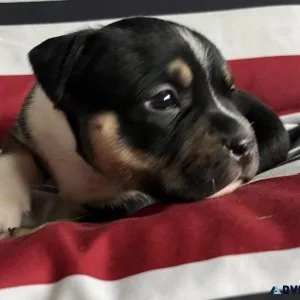 Tricolor American Bully