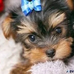 Tiny yorkiepoo s