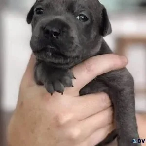 Staffordshire bull terriers puppies