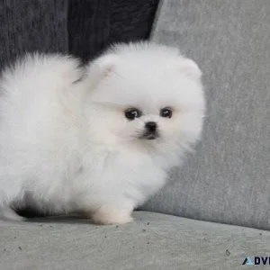 YTFJG Pomeranian puppies for sale
