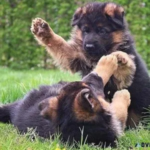 German Shepherd Puppies