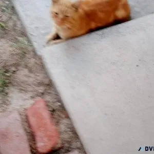 Orange male cat