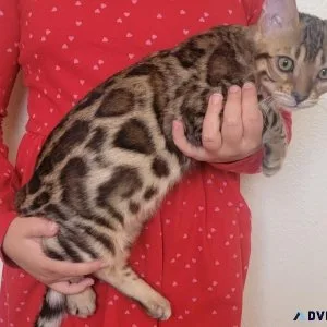BENGAL KITTENS EUROPEAN BLOODLINES