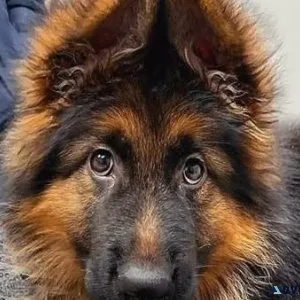 German shepherd puppies for adoption.