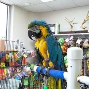 Blue And Gold Macaw
