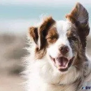 Summer Cat Tips - Veterinarians in Aurora CO