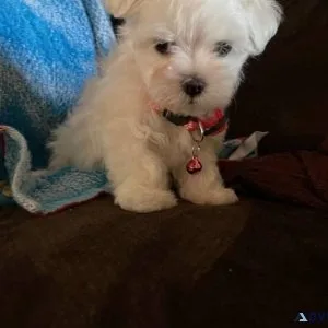 Toy Maltese puppies