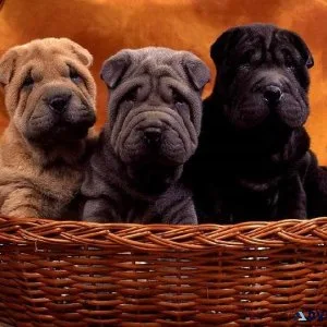 Sher Pei puppies Awaiting New Homes