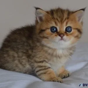 Exotic Shorthair Kittens