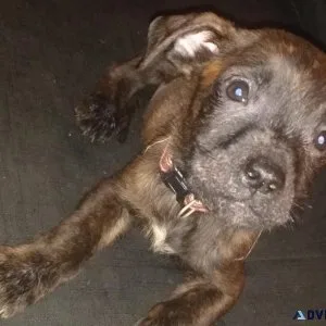 American Bulldog Mixed Puppies