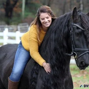 registered Friesian mare horse
