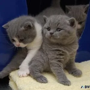 British Shorthair Kittens.