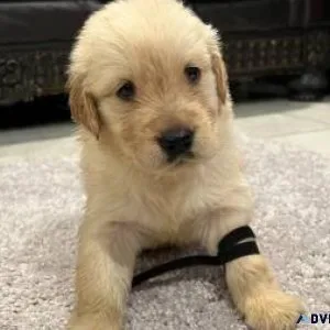 Golden Retriever puppies