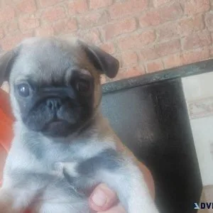 2 gorgeous male pug puppys for sale