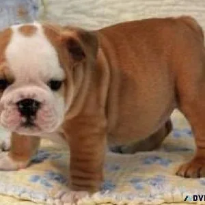 English Bulldog Puppy for Sale