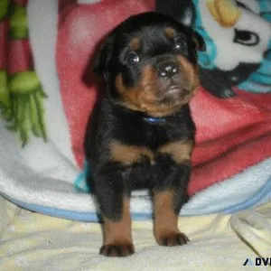 Rottweiler puppies for sale