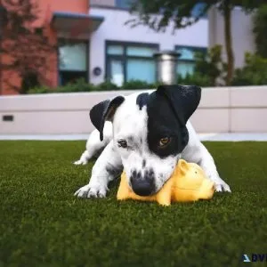 Canine Enrichment - Vet in Cedar City UT
