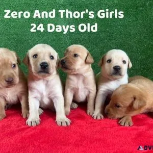 Christmas Lab Puppies