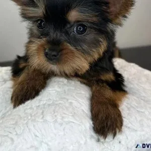 Yorkshire Terriers puppies for sale