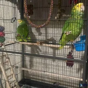 Amazon Parrots