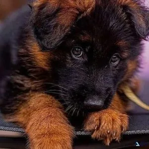 German Shepherd Puppies