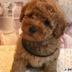 Vet Checked Standard Poodle puppies